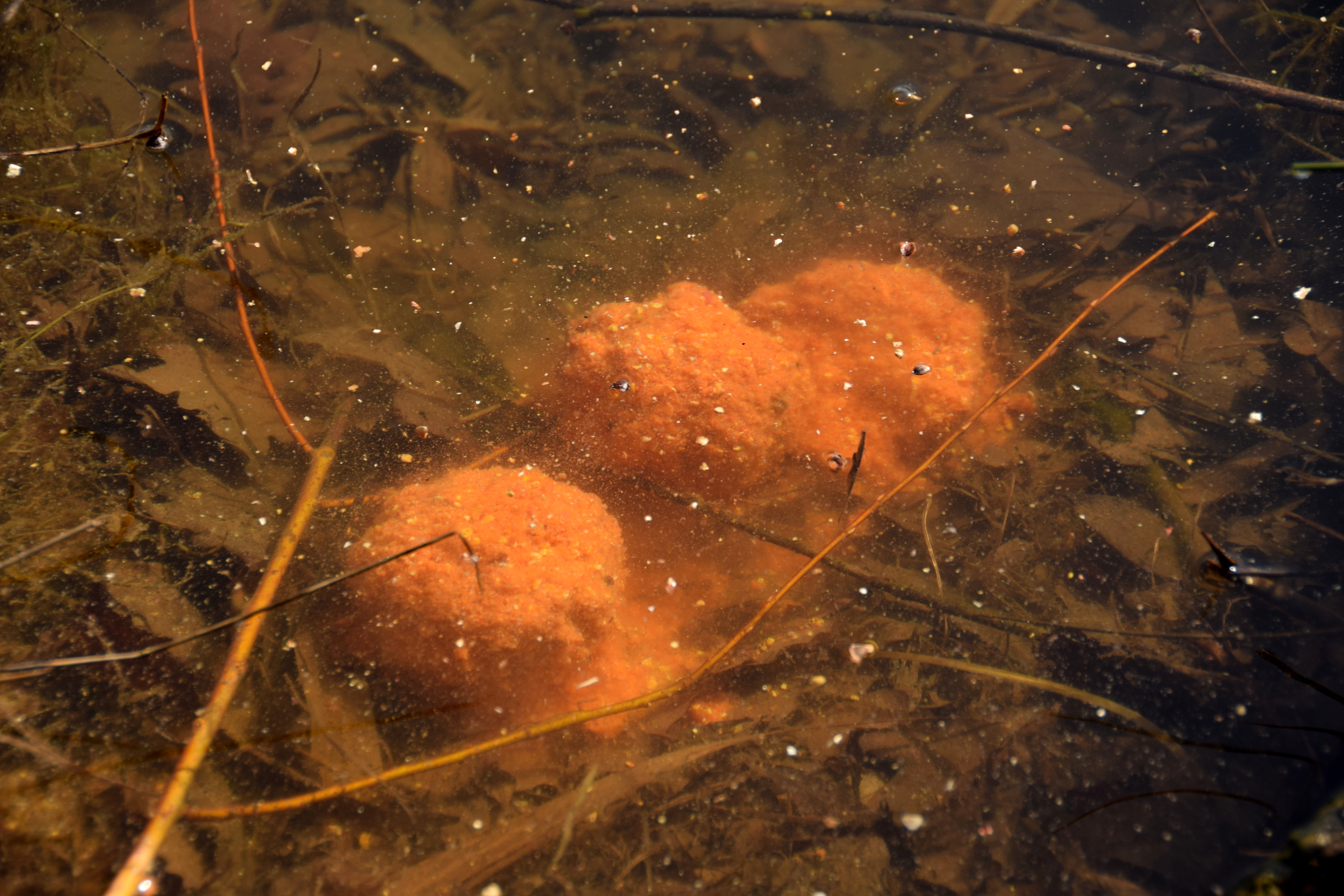 dsc-0082.jpg (5.20 MB)