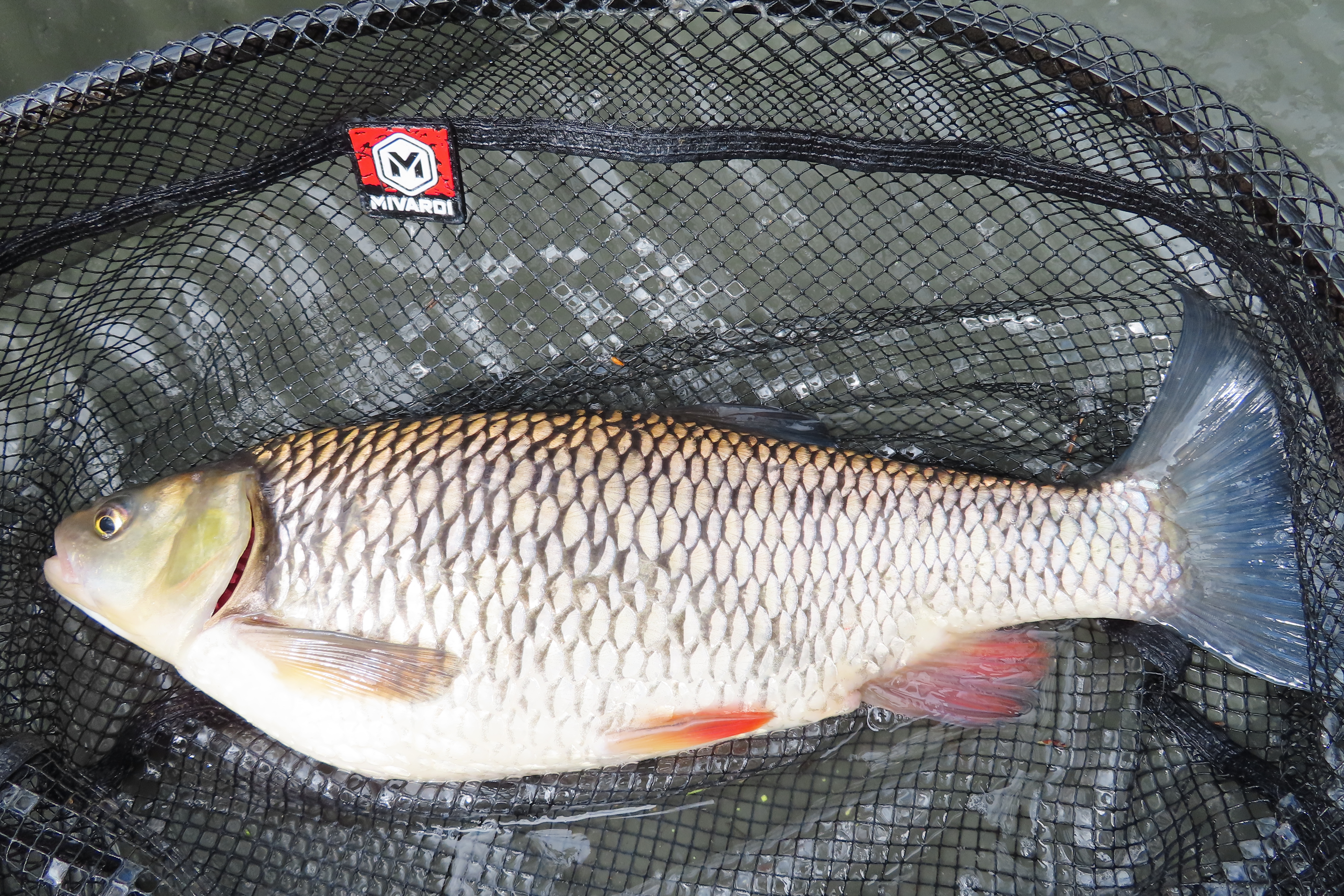 img-1931.jpg (9.13 MB)