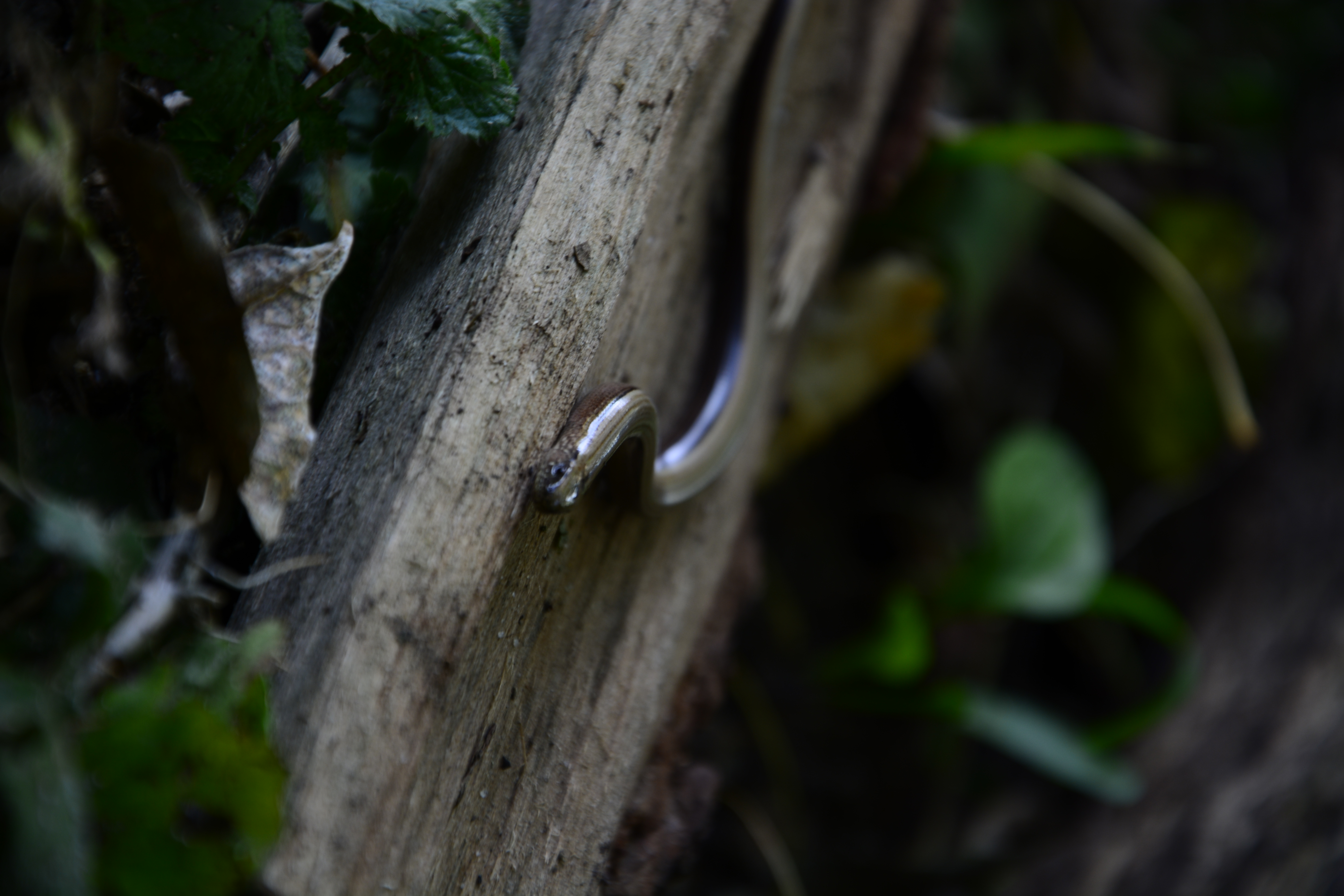 dsc0934.jpg (4.22 MB)