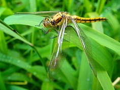 p5150043-1.jpg