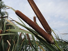dscn4015.jpg