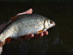 Krásná plotice se nechala přesvědčit na zrnko kukuřice