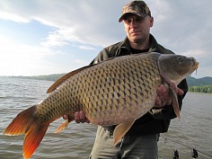 Krásný šupináč
