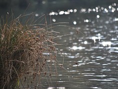 dsc_0178-3.jpg