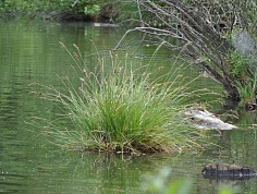 dsc_0086.jpg