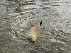 dsc_1460.jpg