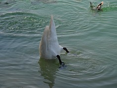 dsc_0153.jpg