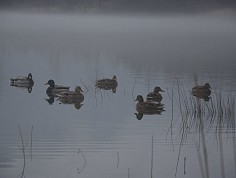 kopecky_cln01_8.jpg