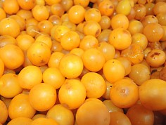 hanak_cln01_14.jpg