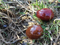 hoferik_zpr01_173.jpg