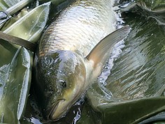 hoferik_amuri_15_resize.jpg