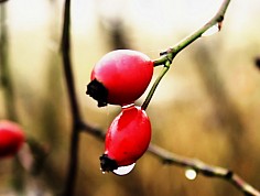 prchlik_cl0218_07.jpg
