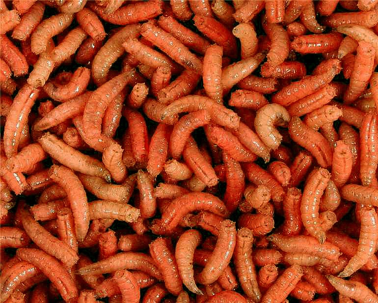 larva oranžová l (1L=600gr.)