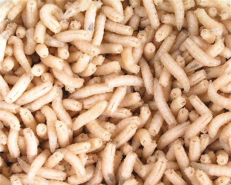 Larva bílá l (1L= 600gr.)
