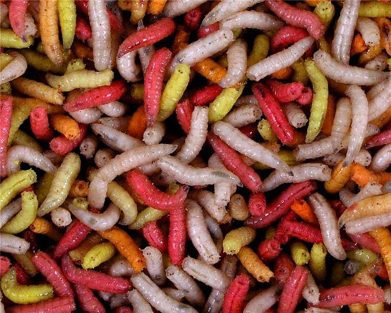 Larva barevná ( krabička 1dcl )